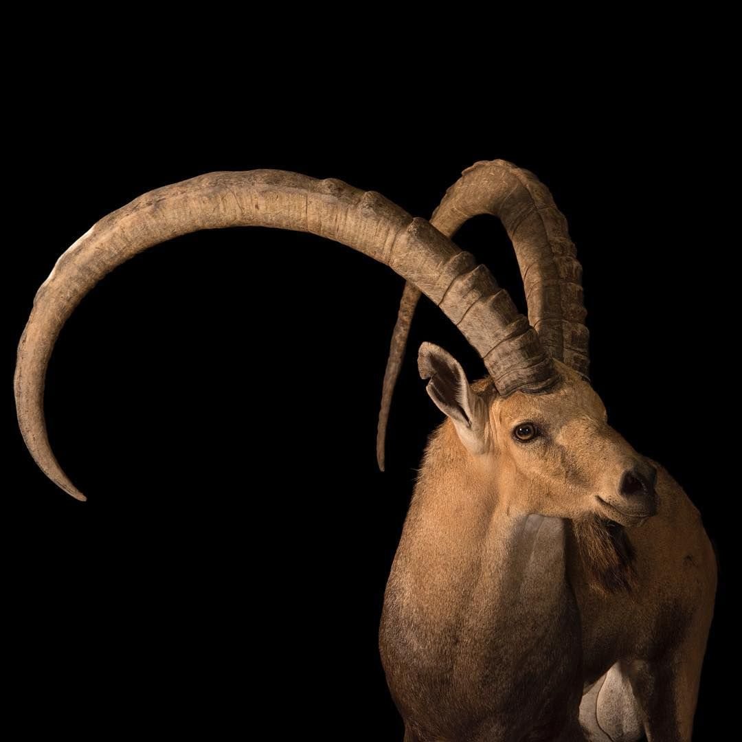 Сабельная антилопа