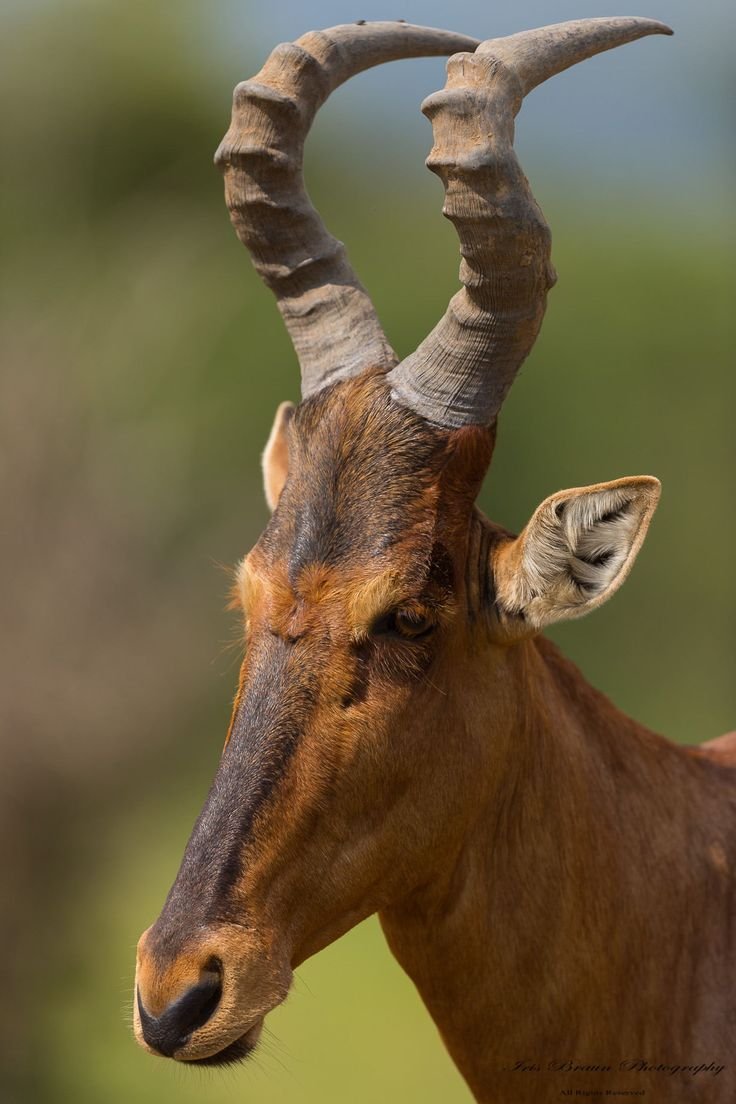 Горная Ньяла антилопа