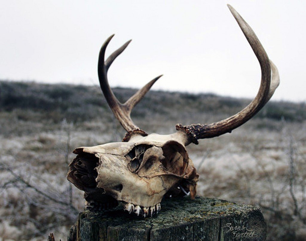 Коза парнокопытная