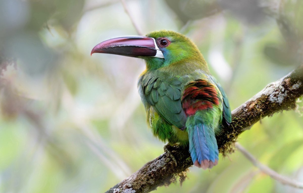 Тукан сельвы Южной Америки