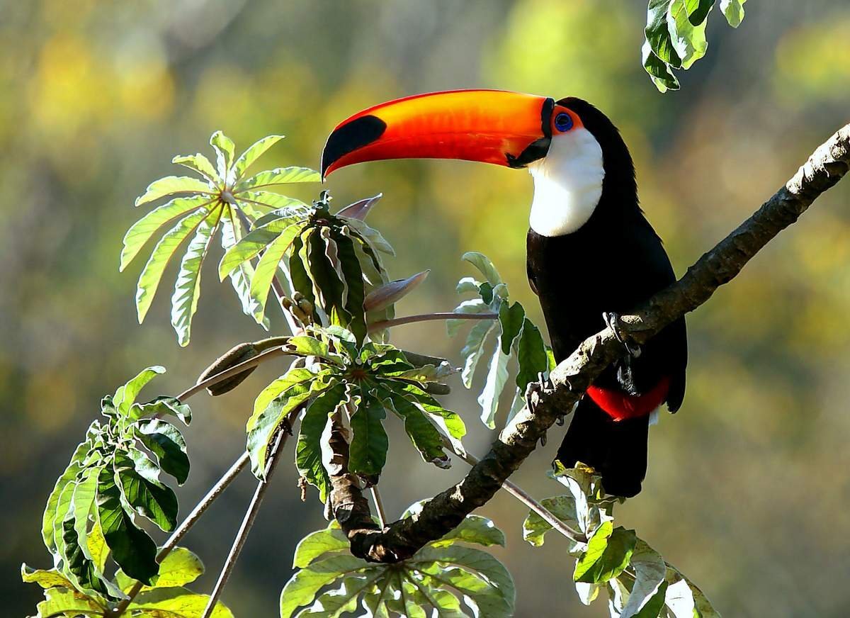 Гваделупский Квезаль