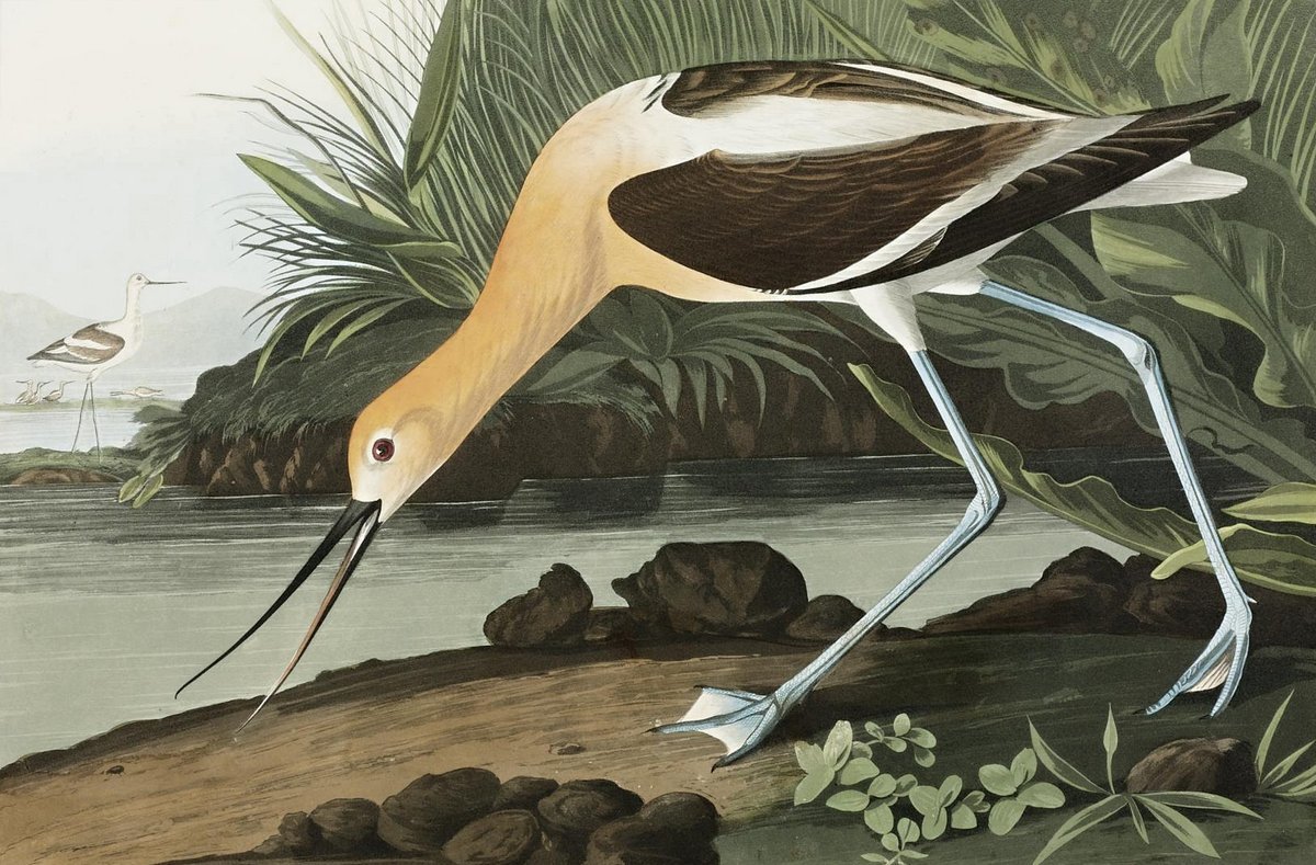 Неразлучники попугаи