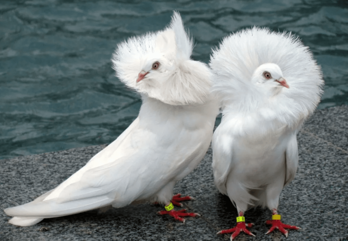 Порода голубей немецкий Кайзер