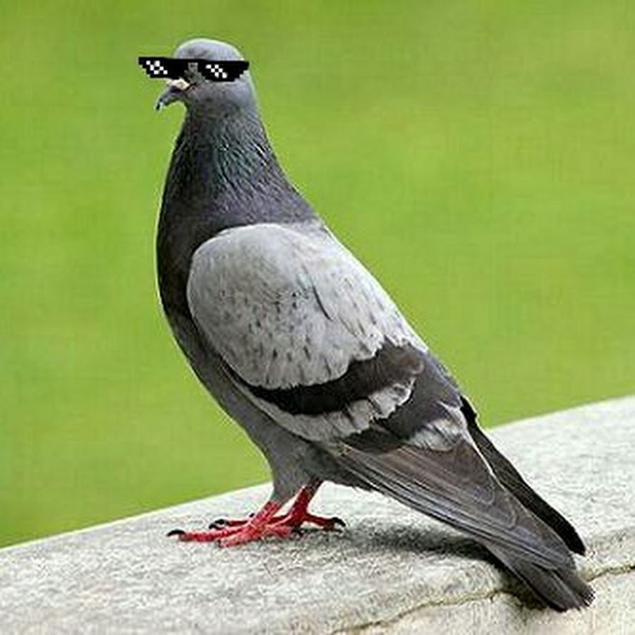 Венценосный голубь Виктория