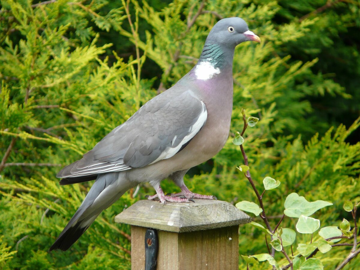 Columba Vitiensis