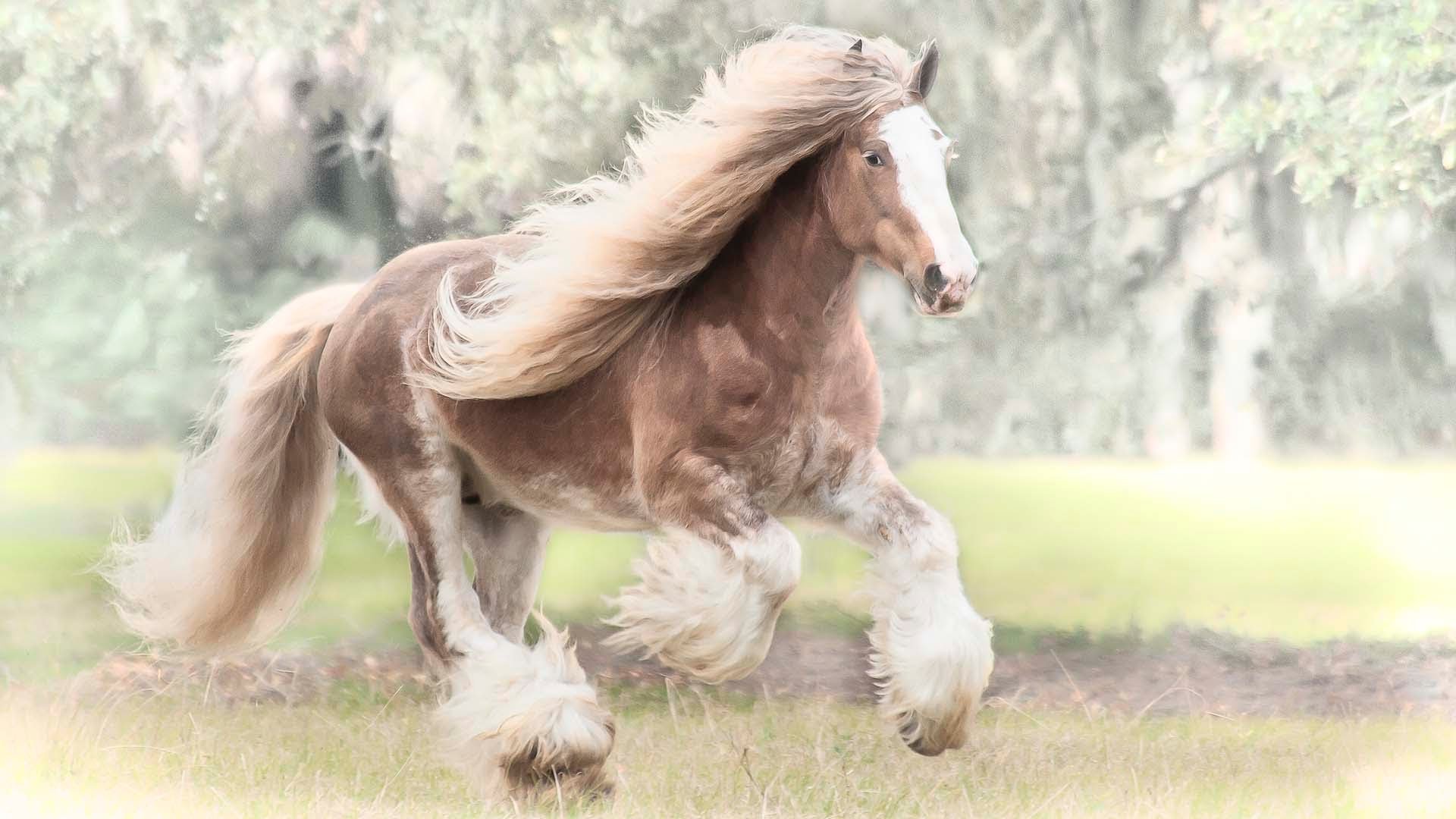 Цыганский конь - 74 фото