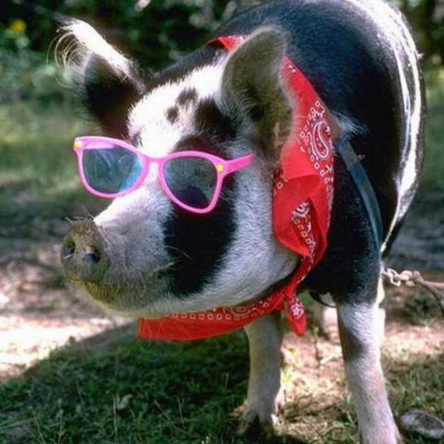 Животные в очках