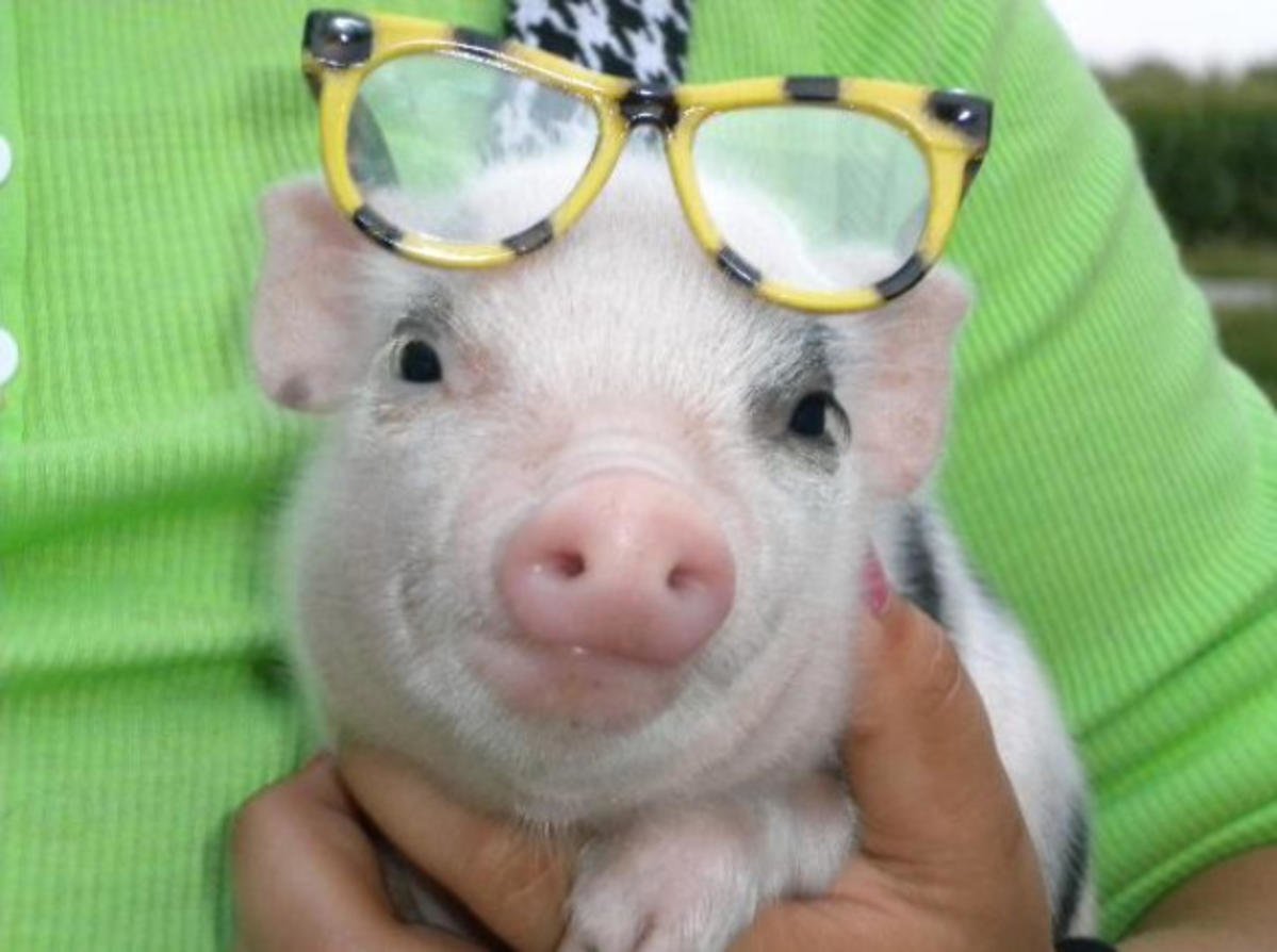 Свинья в очках