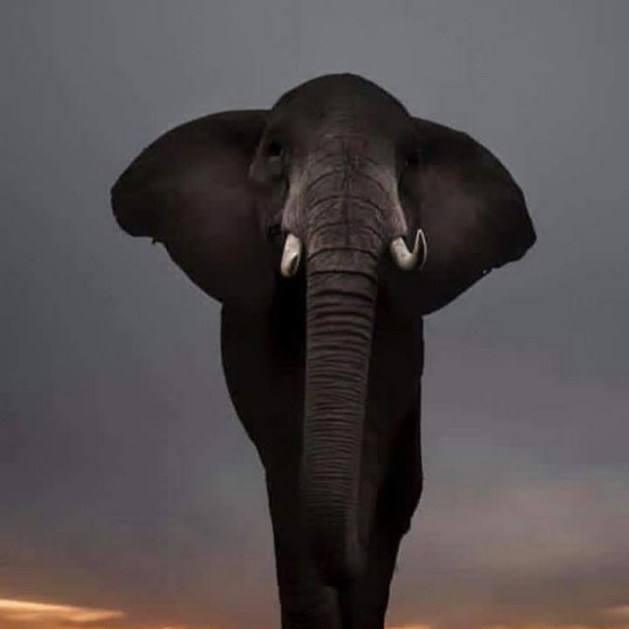 Черный слоник