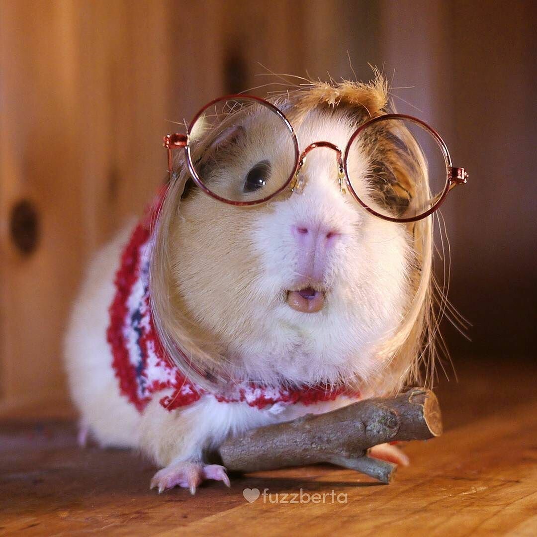 Морская Свинка в очках