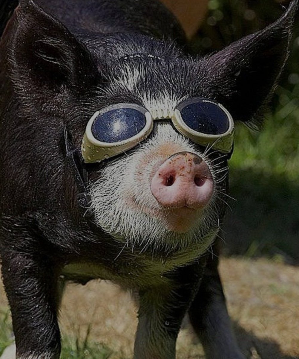 Кабан смешной