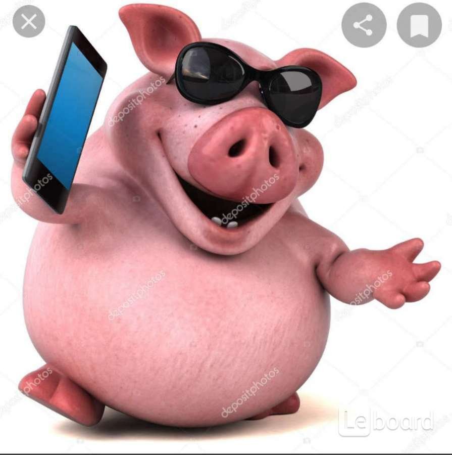 Свинья с телефоном