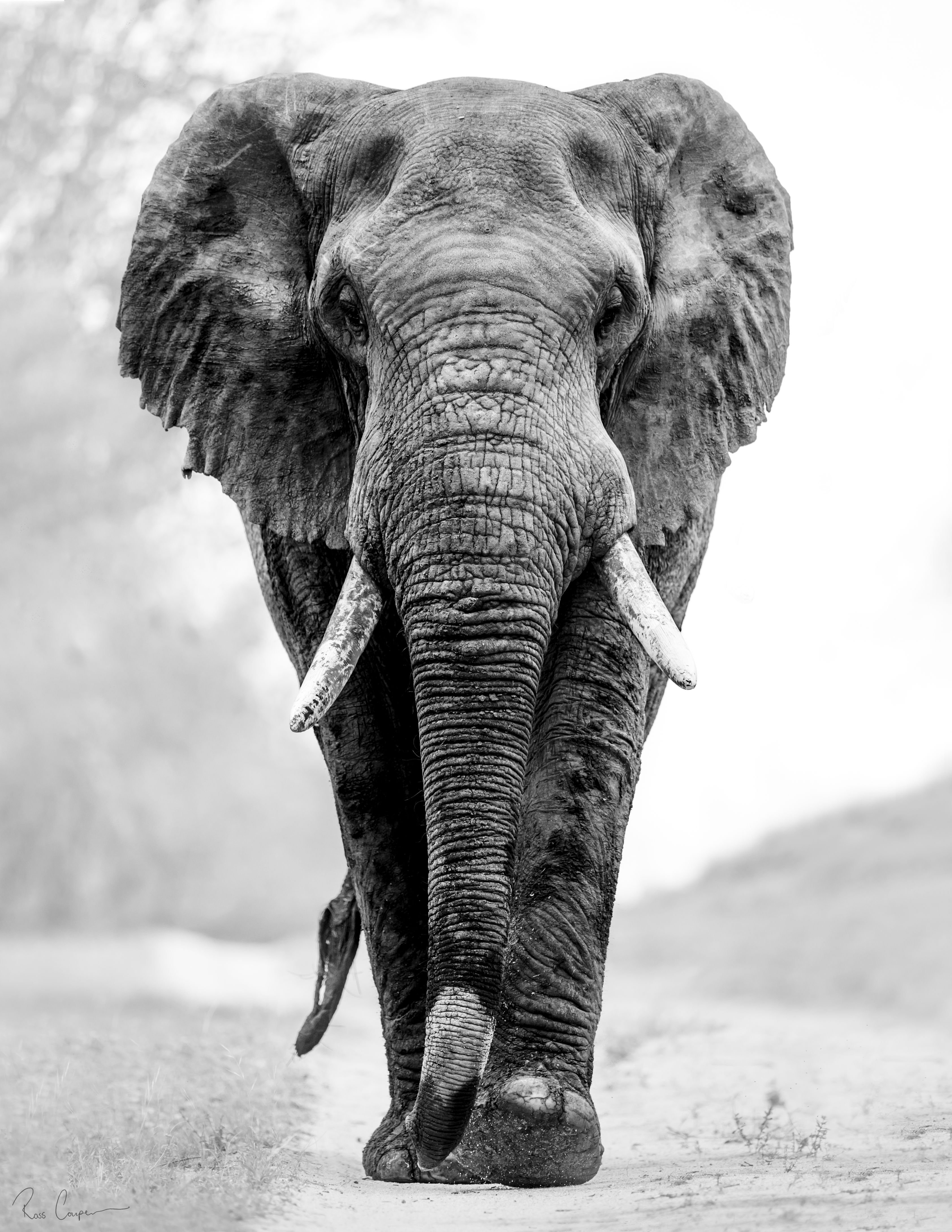 Слоны. Красивый слон. Белые слоны. Черный слон. Черная слоновая