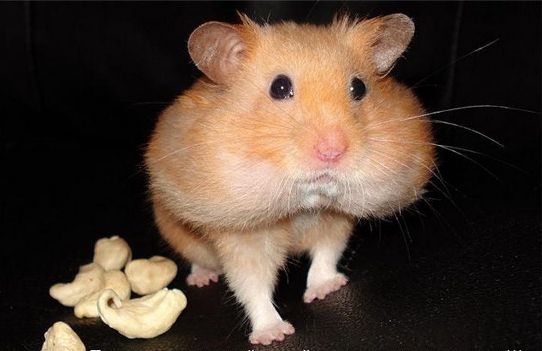 Хомяк с орешками
