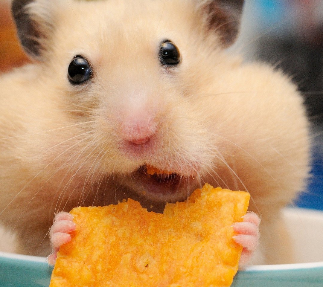 Хомяк с набитыми щеками