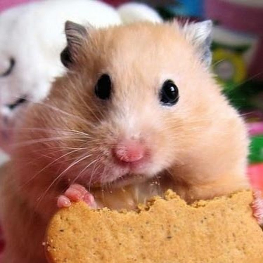 Хомяк сирийский