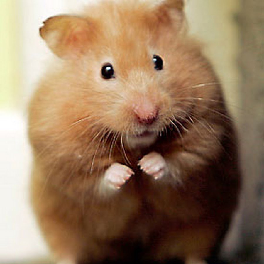 Хомячок с набитыми щеками