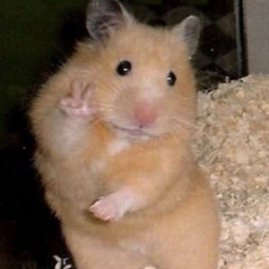 Хомяк надул щеки