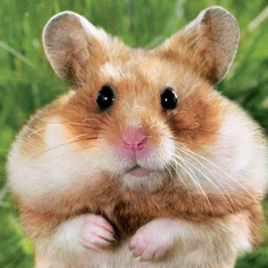 Толстый хомяк