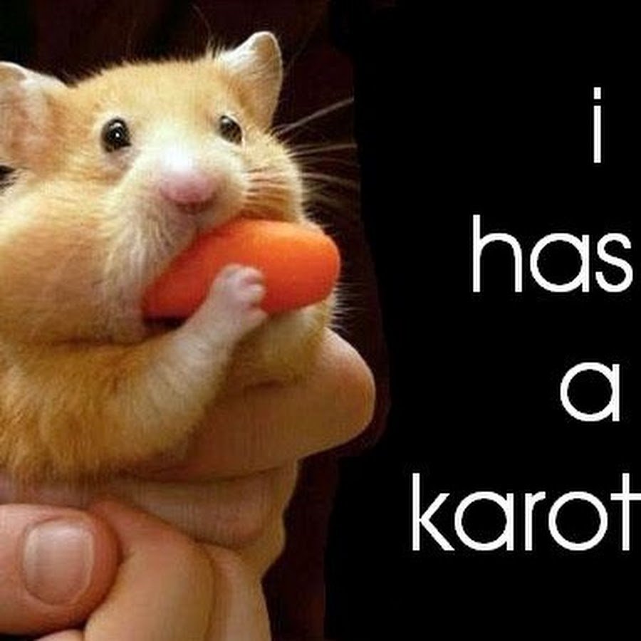 Хомяк Обжора