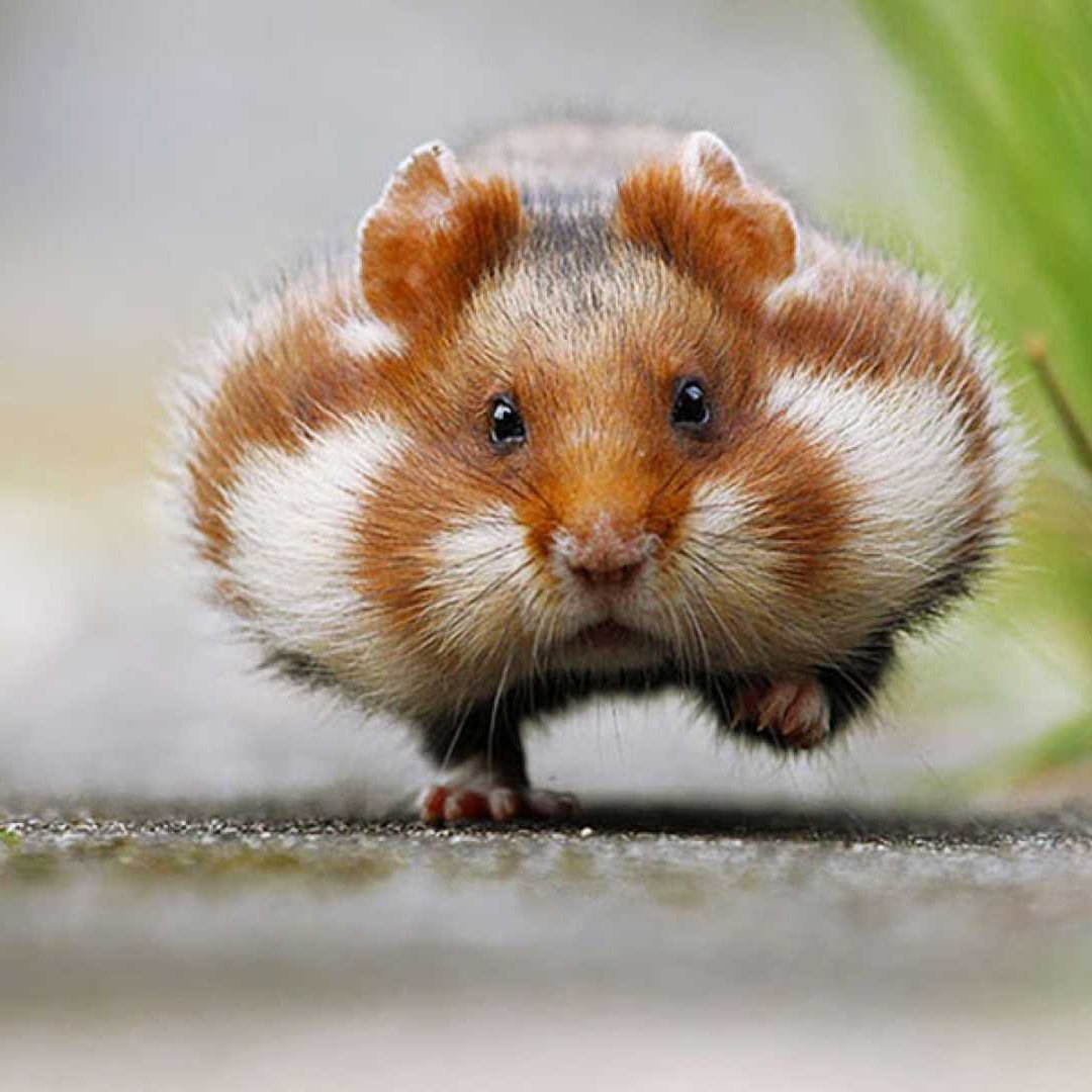 Белка Песчанка