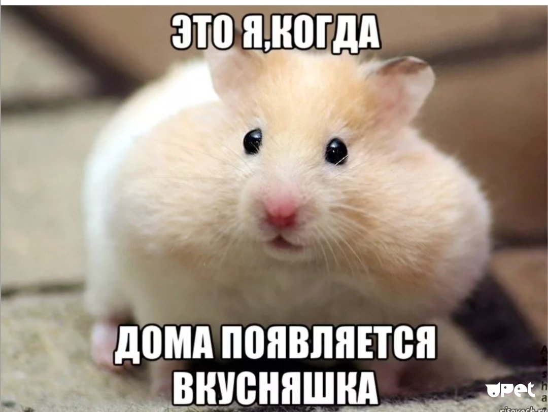 Суровый хомяк