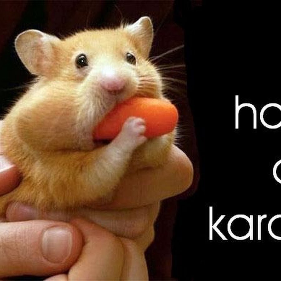 Хомяк с набитыми щеками