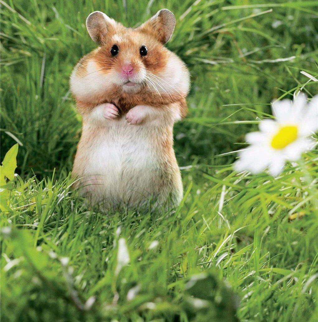 Хомяк с щеками