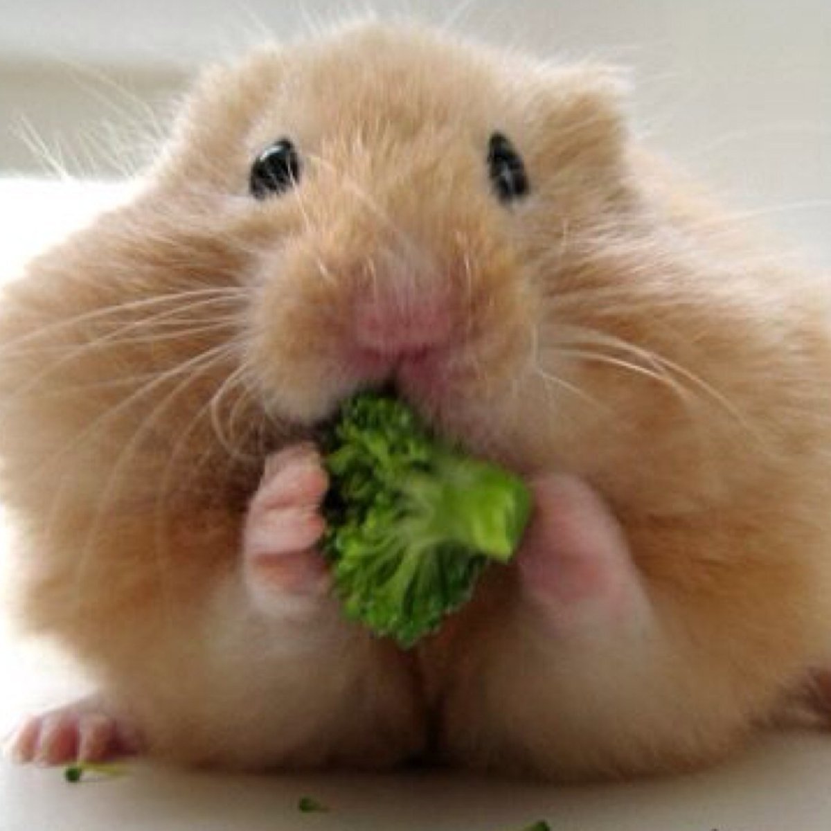 Хосок смешной