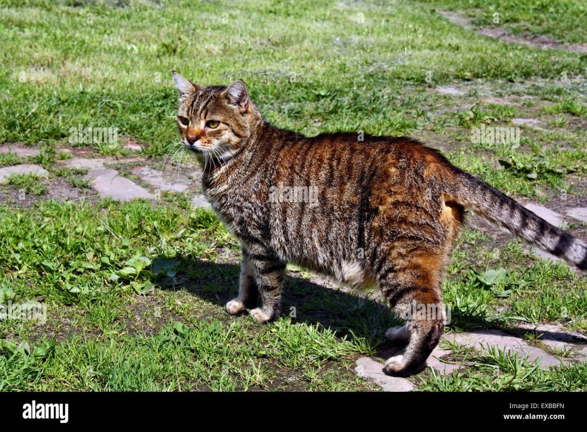 Абиссинский бобтейл