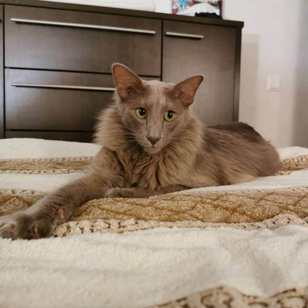 Балинезийская (Балинез, балийская)