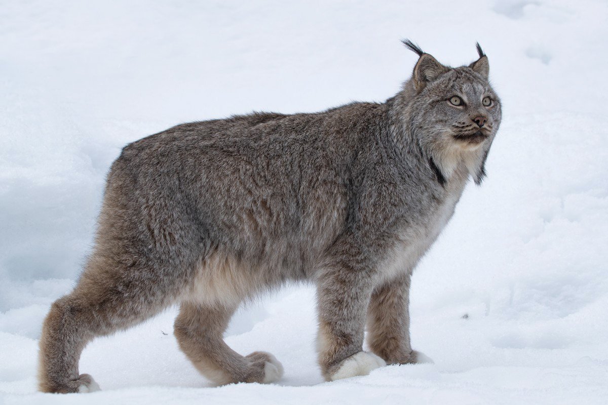 Толстый кот сфинкс