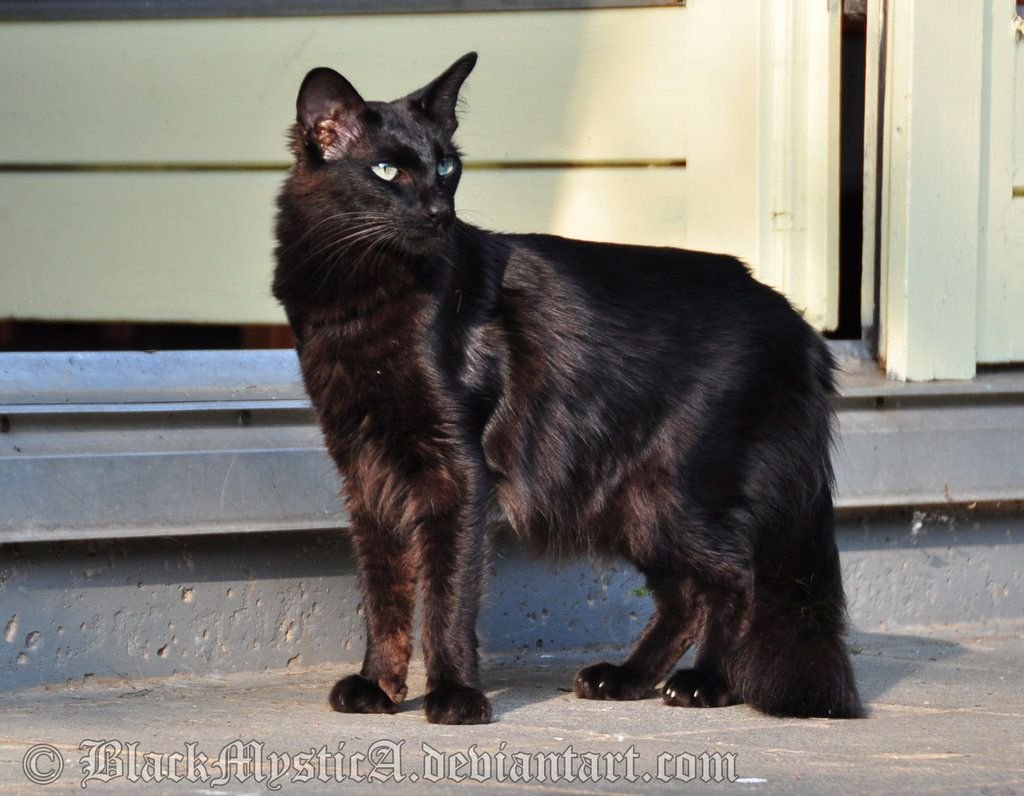 Ориентальные длинношерстные