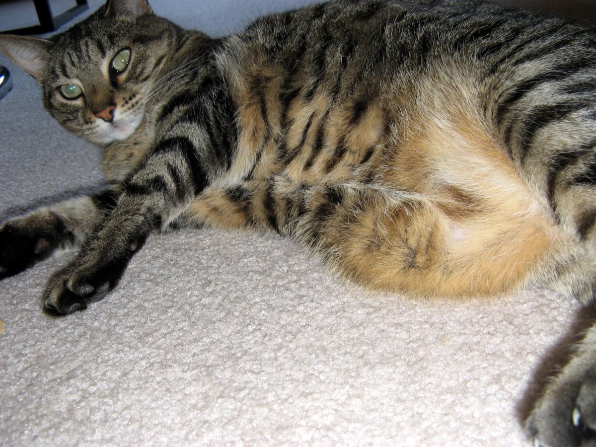 Ангорский Мейн кун