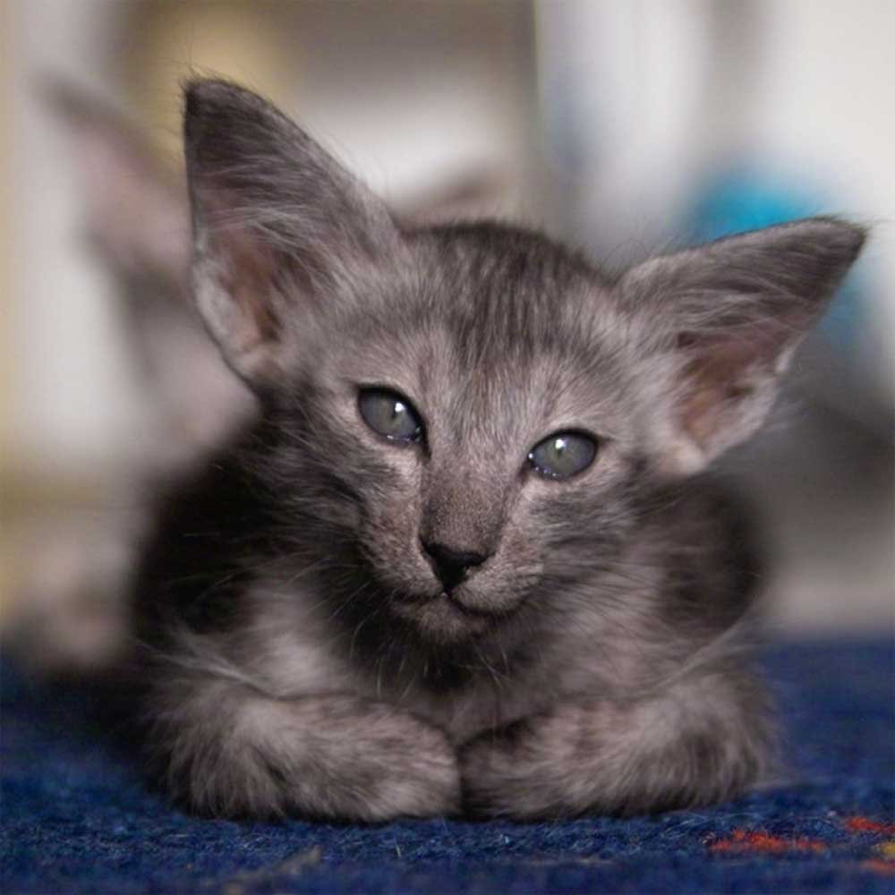 Яванская (Балинез)