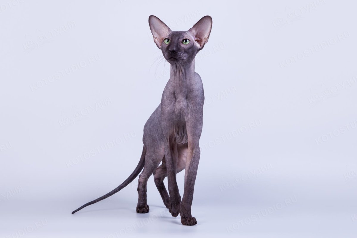 Петерболд Ориентал