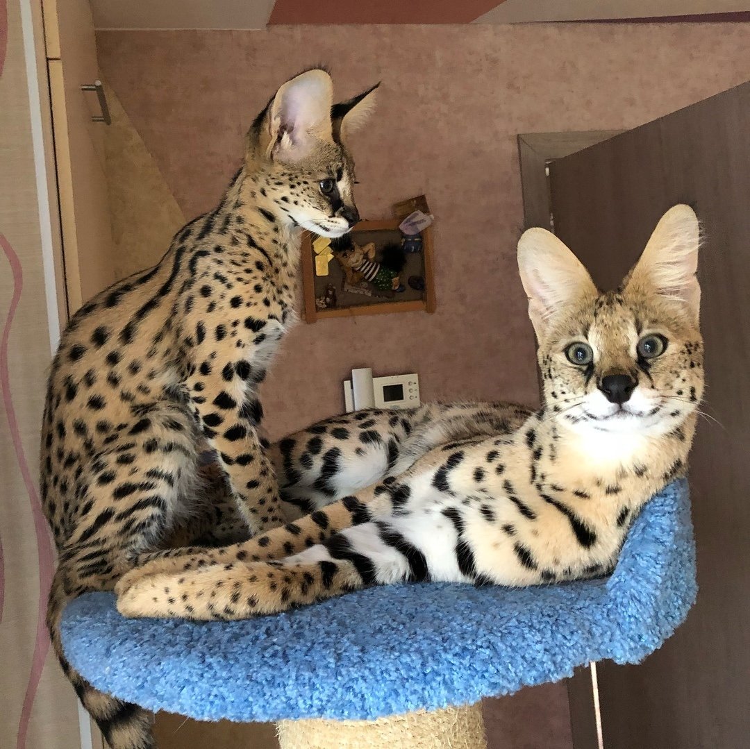 Кот сервал домашний