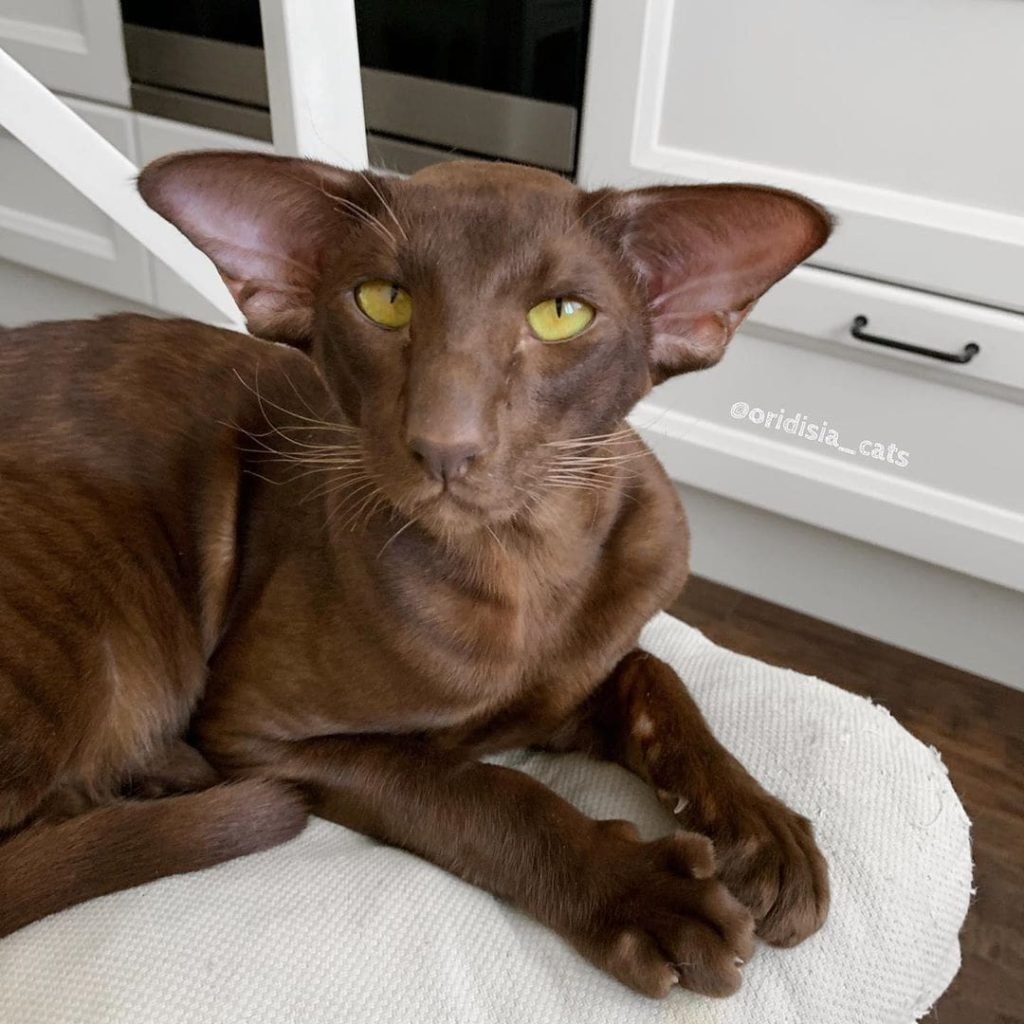 6 Месячные котята ориенталы