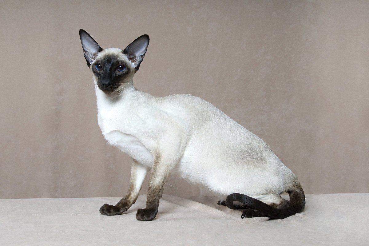 Ориентальная кошка ред поинт