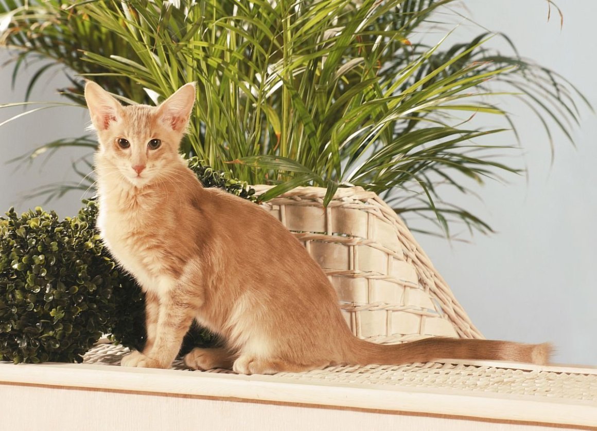 Ориентальная длинношерстная кошка