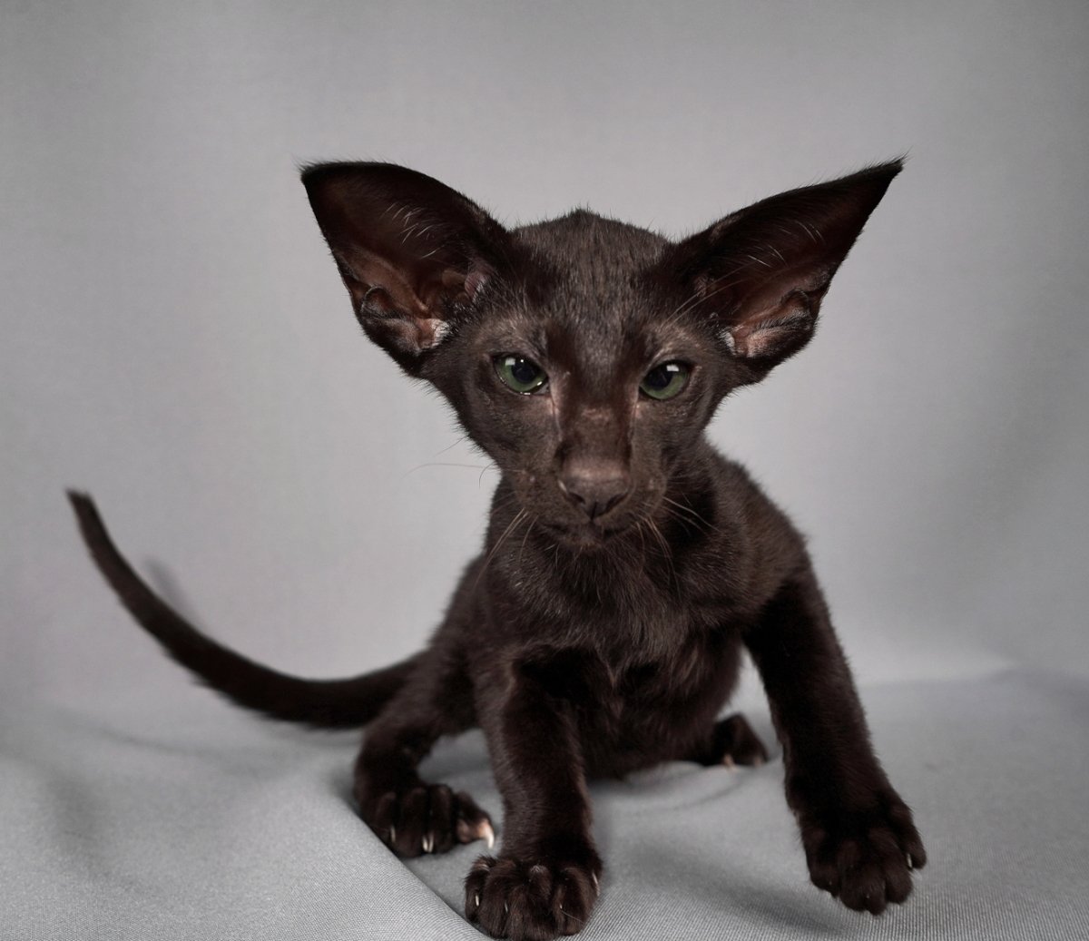 Ориентальная длинношерстная кошка