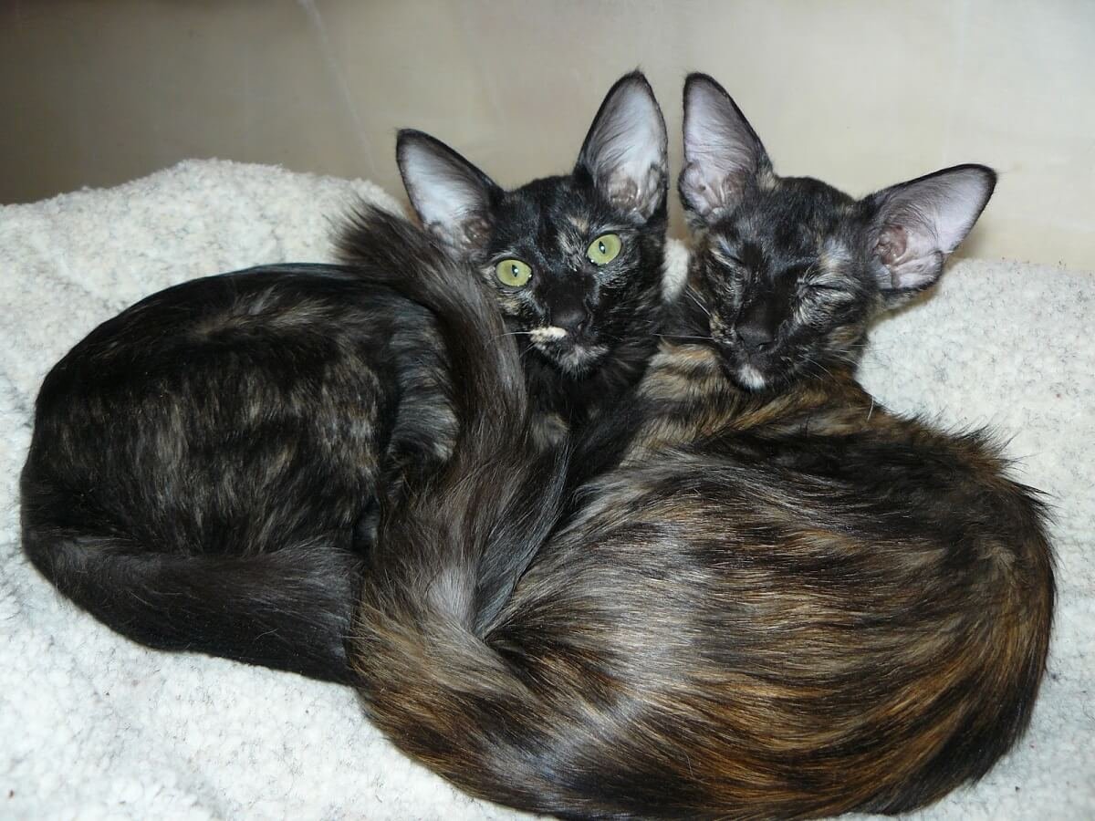 Балинезийская кошка белая