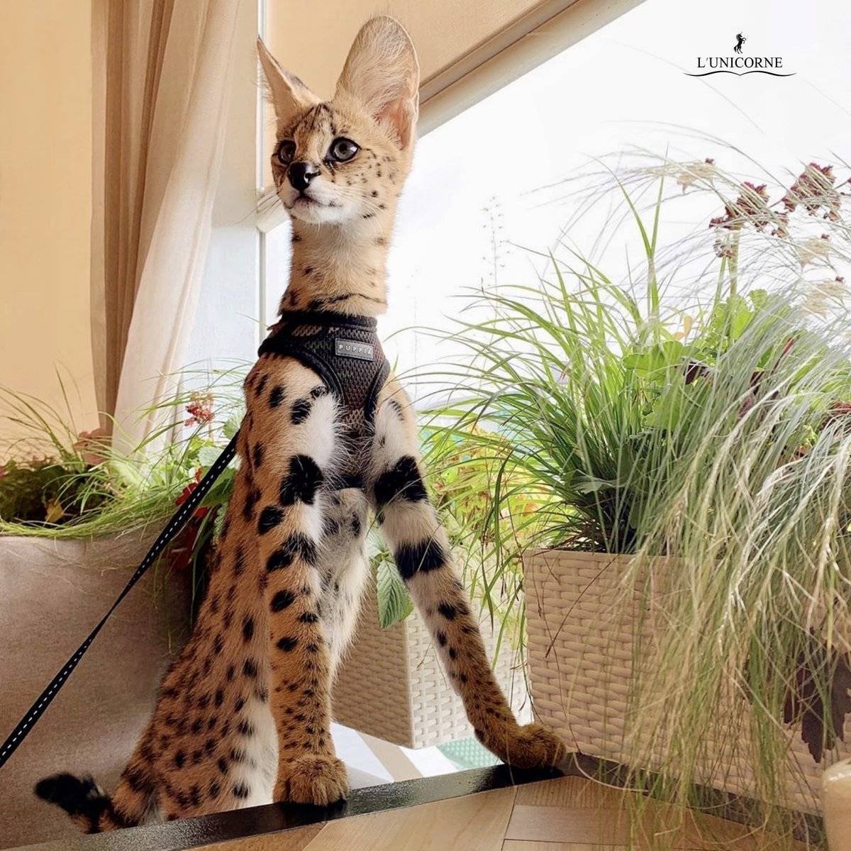 Саванна кошка