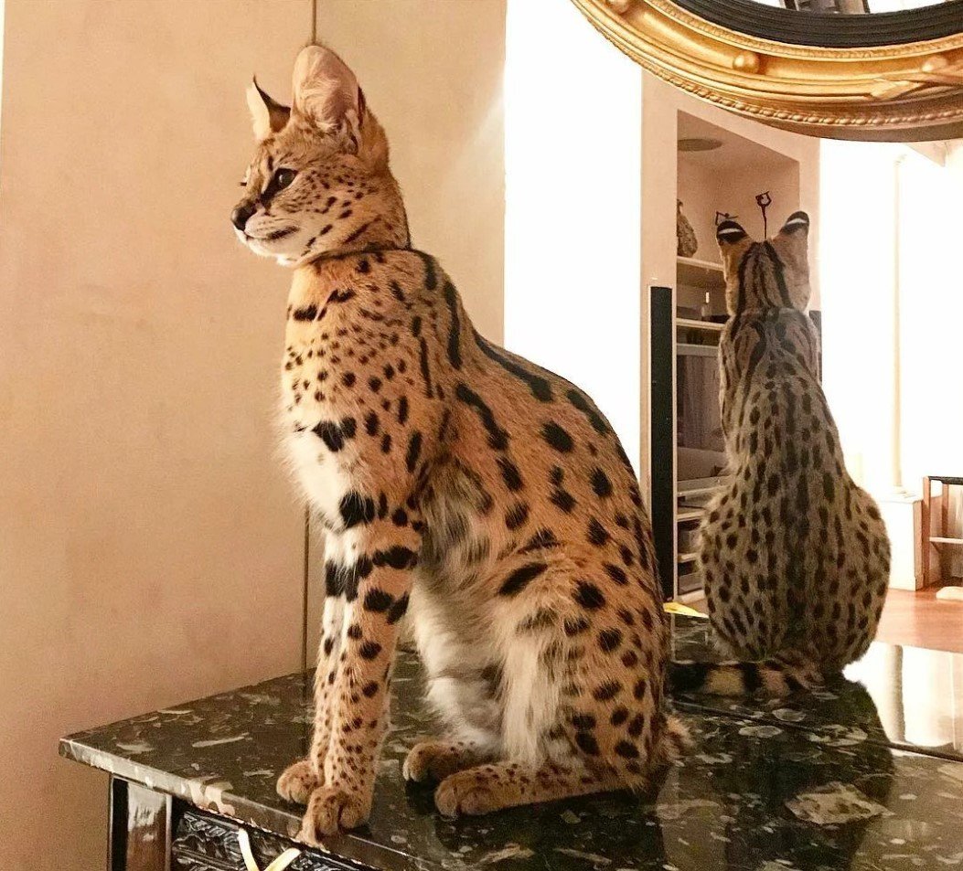 Мейн кун Ашера