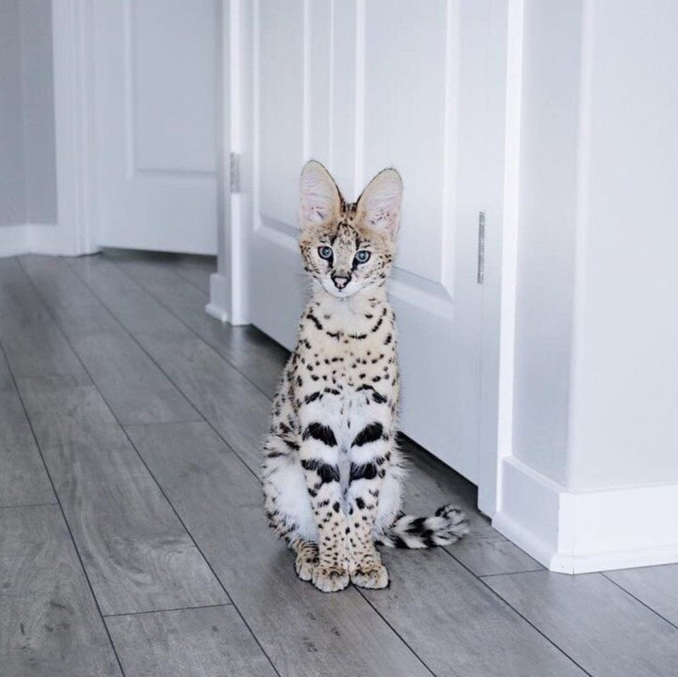 Кот за 1000000 рублей
