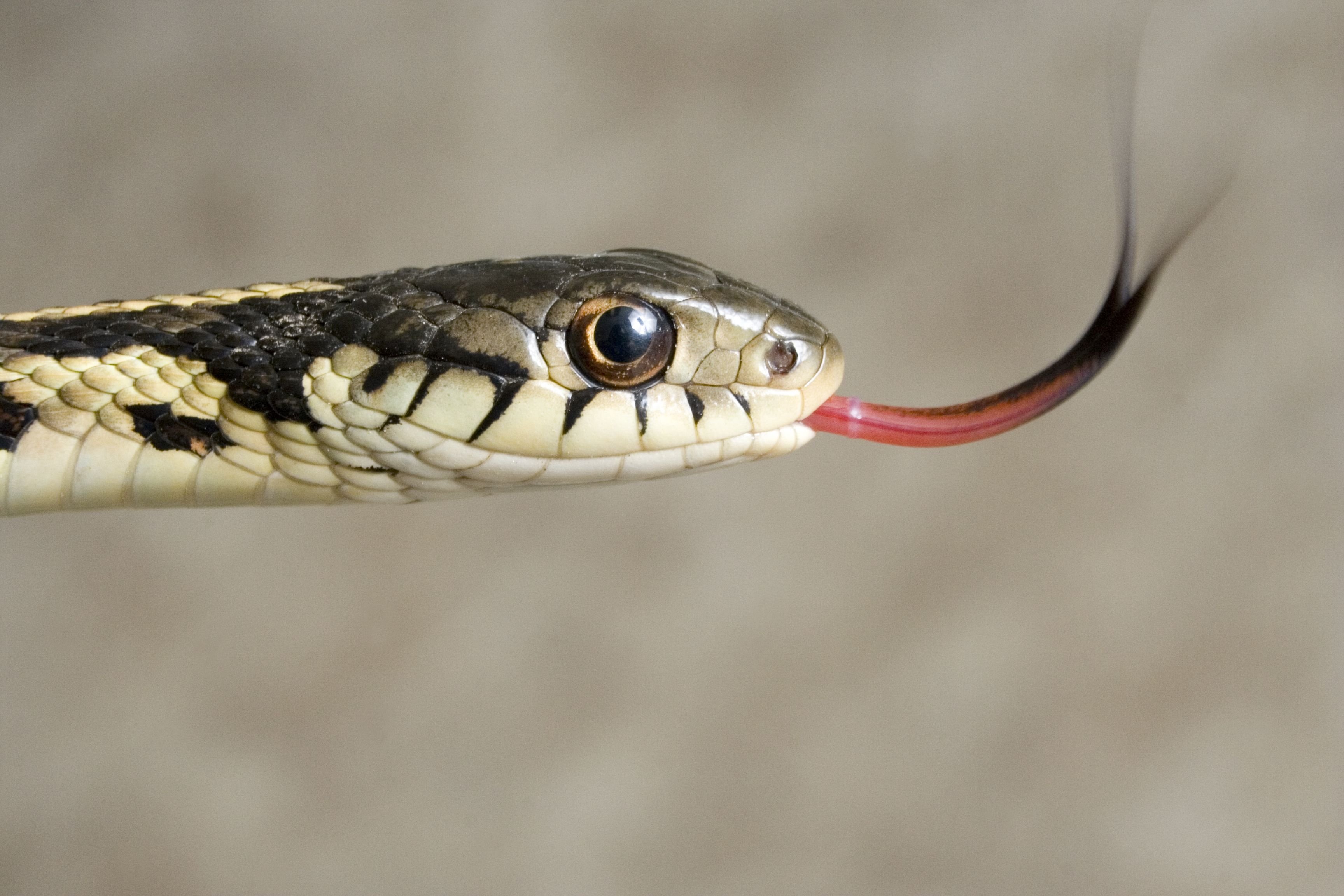 Почему змея высовывает. Язык змеи. Змея с высунутым языком. Змея с языком. Раздвоенный язык змеи.