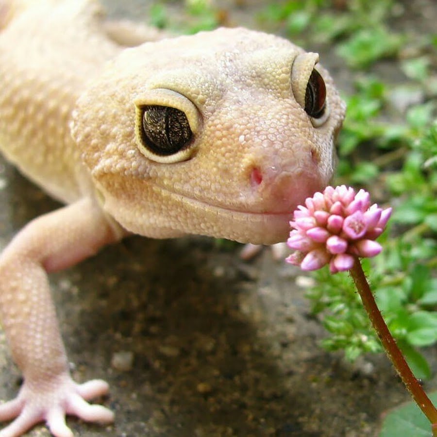 Ошейниковая игуана обыкновенная