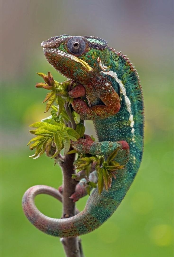 Разноцветная ящерица агама