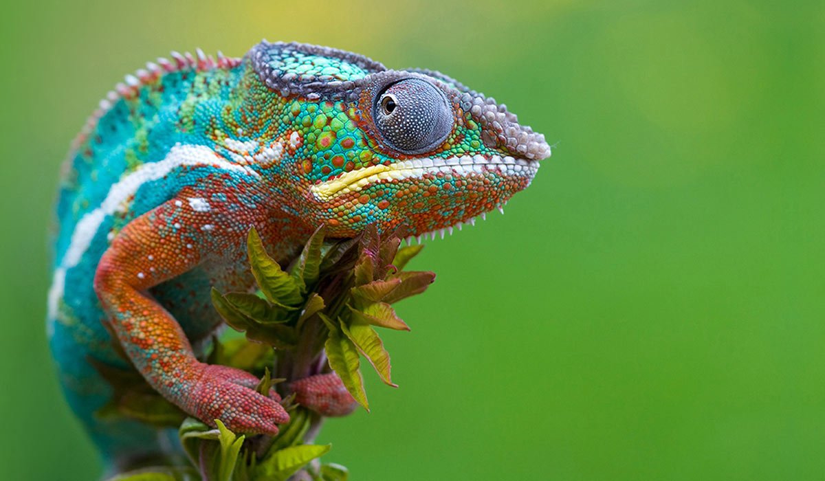 Саламандра и геккон