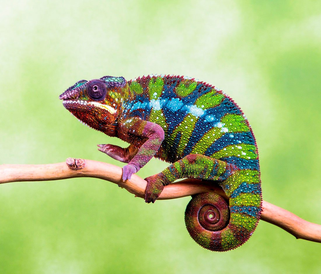 Пантеровый хамелеон